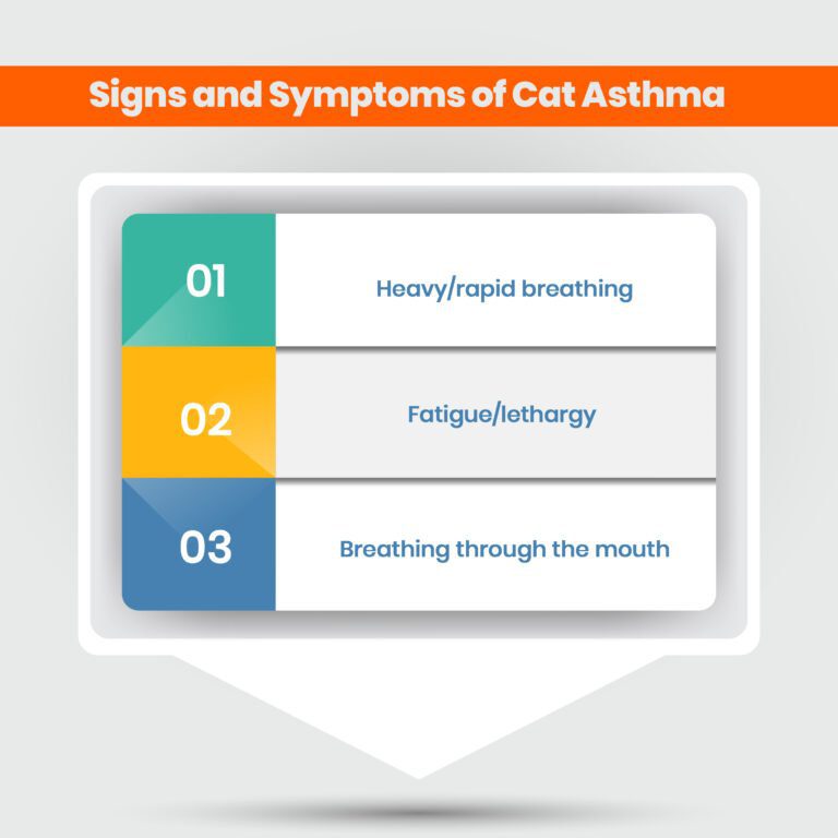 Cat Asthma Natural Remedies The Hidden Cures
