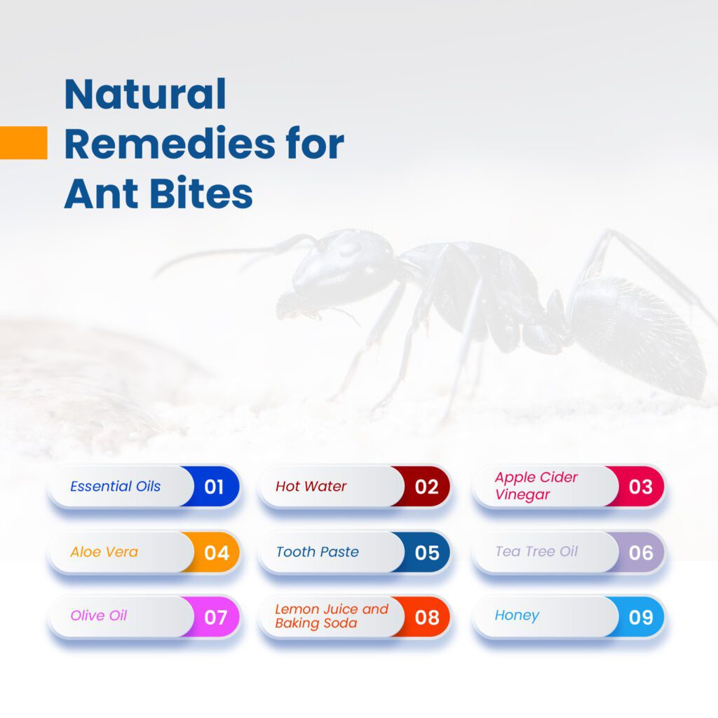 Natural Remedies for Ant Bites