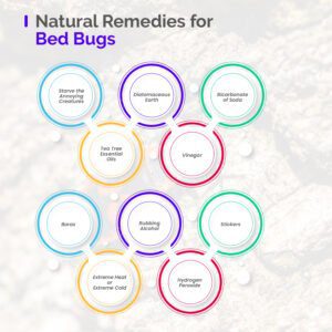 Natural Remedies for Bed Bugs