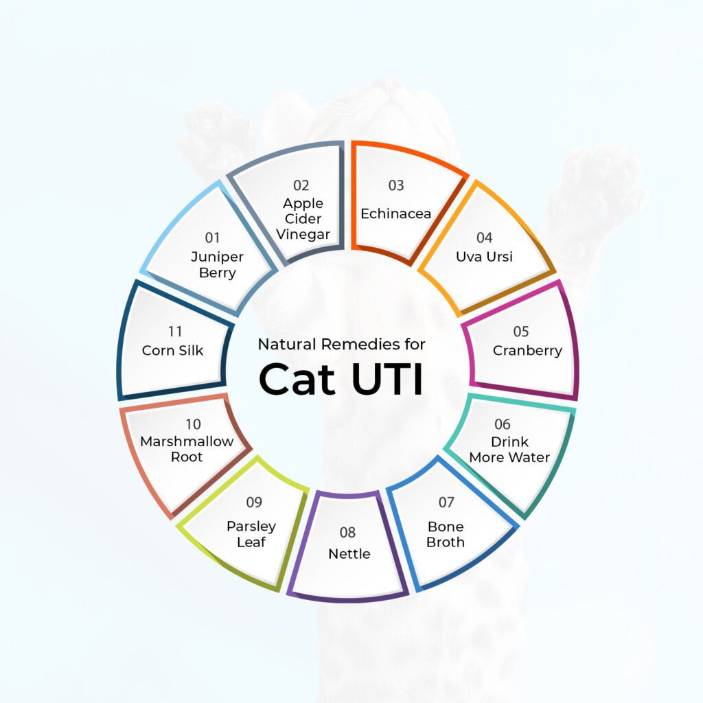 Natural Remedies for Cat UTI