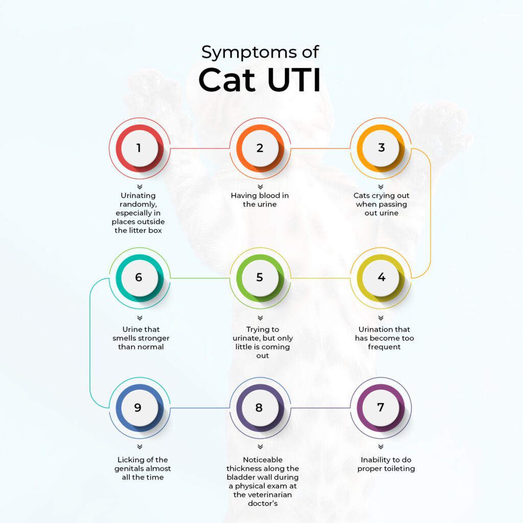 Symptoms of Cat UTI -