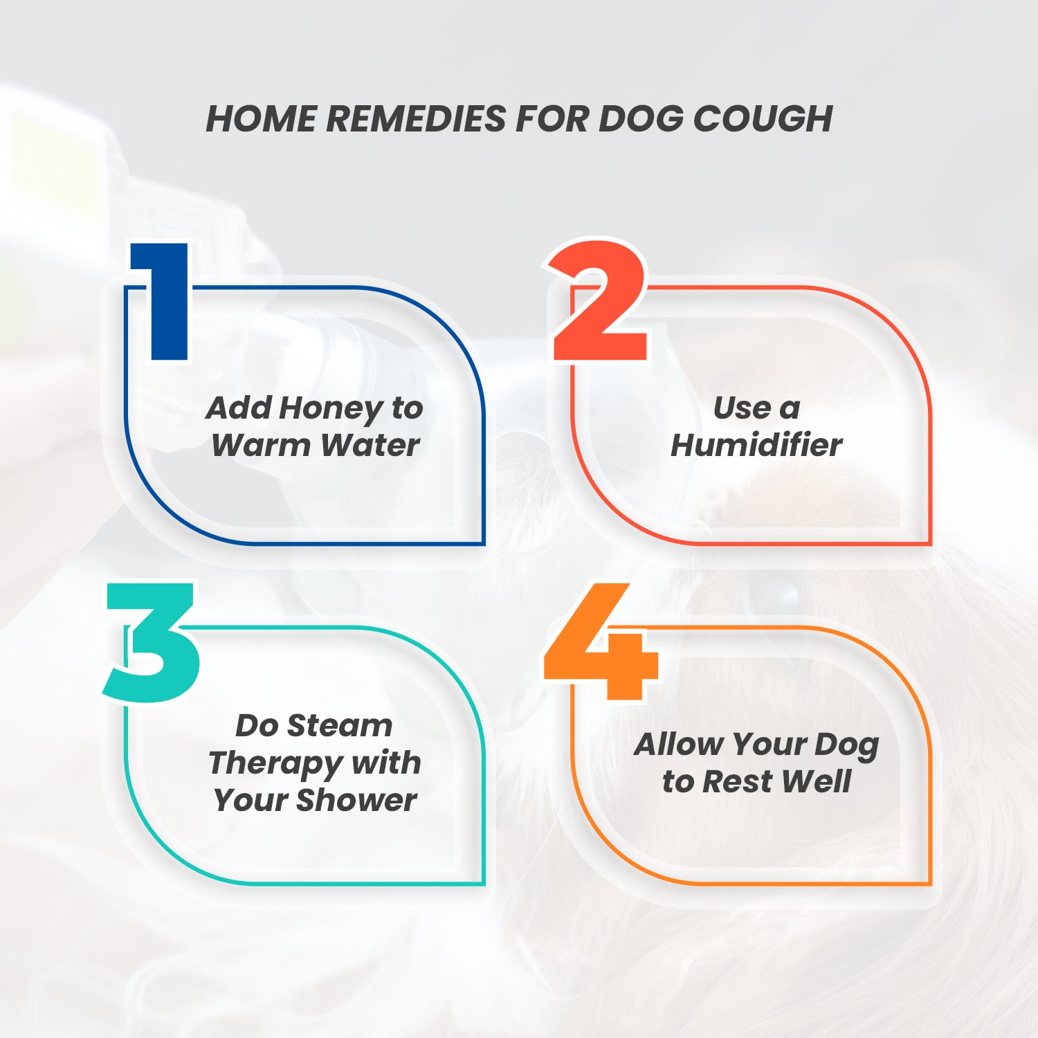 Natural Cough Remedies in Dogs | Your Dog Caught Kennel Cough