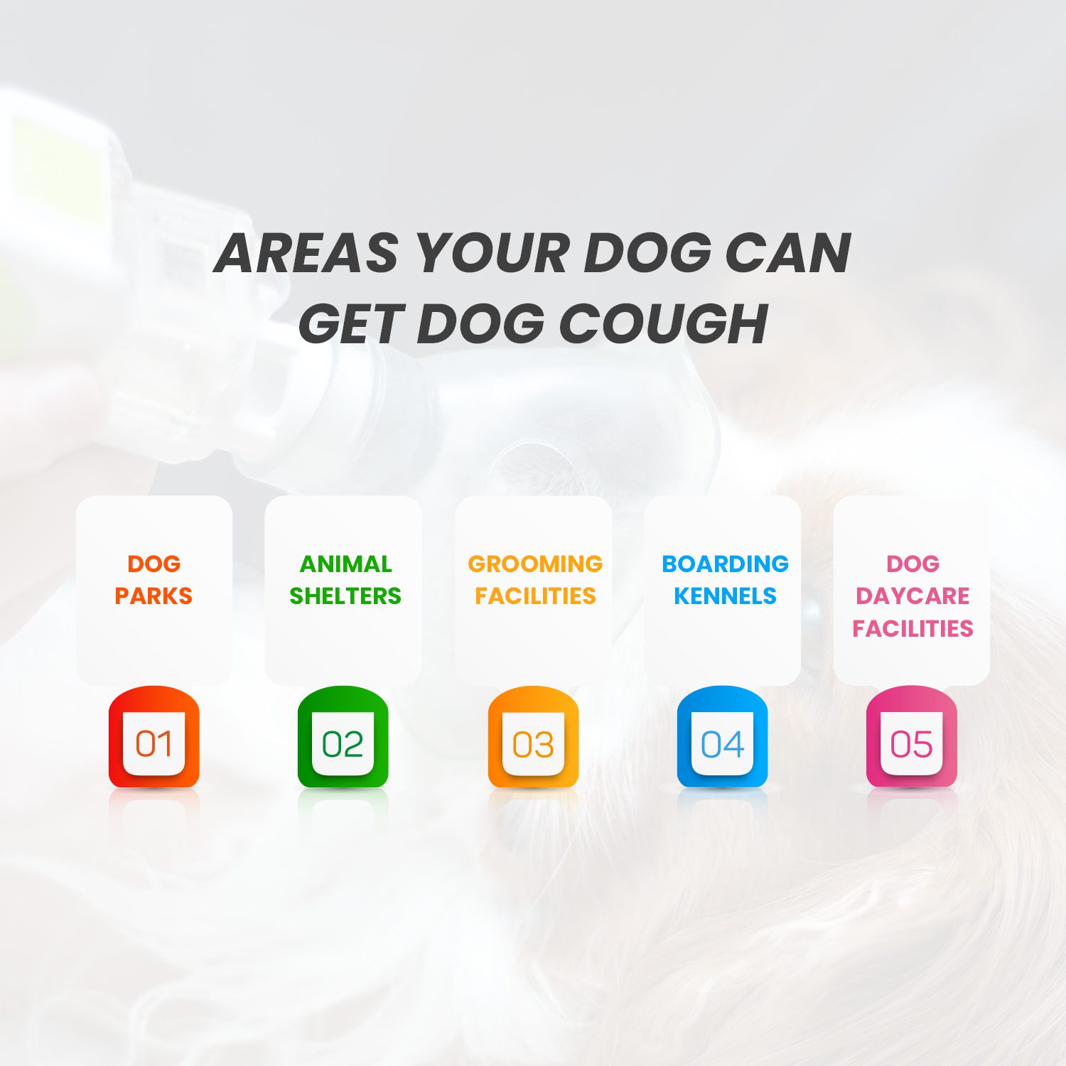 Natural Cough Remedies in Dogs Your Dog Caught Kennel Cough