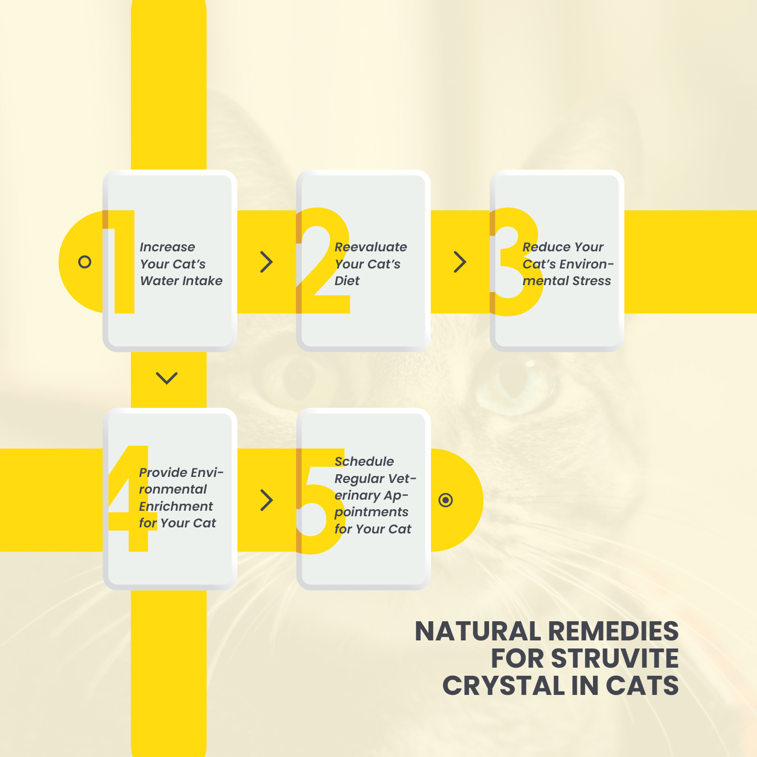 5 Natural Remedies for Struvite Crystal in Cats