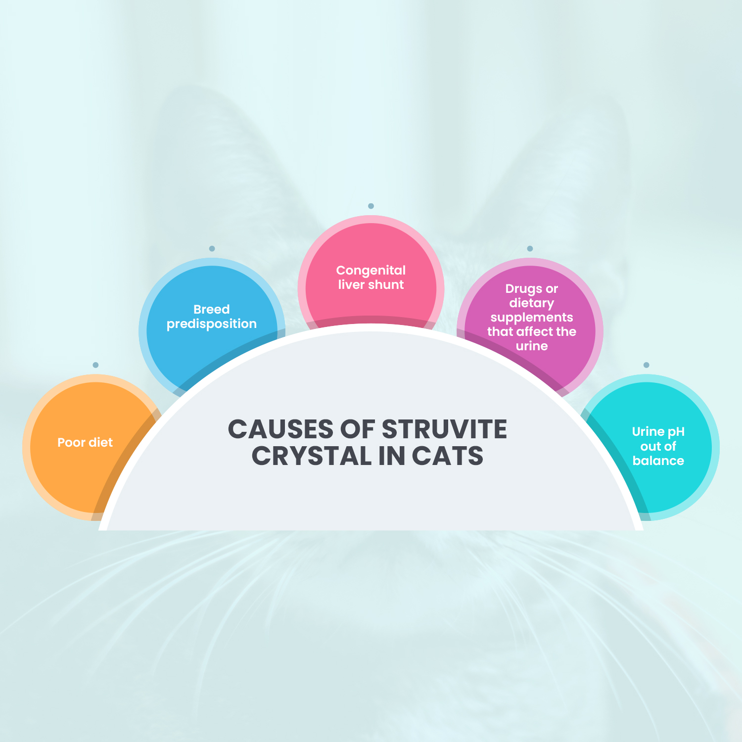Causes of Struvite Crystal in Cats