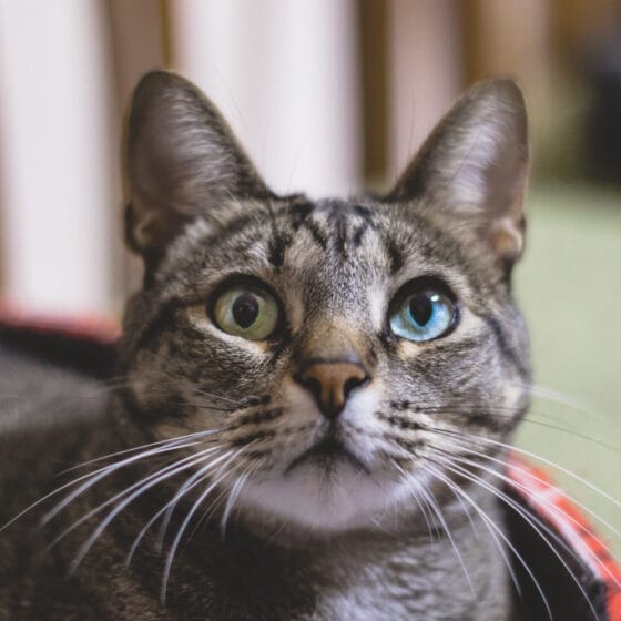 Top 5 Natural Remedies for Struvite Crystal in Cats