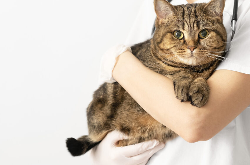  8 Amazing Natural Remedies for Worms in Cats