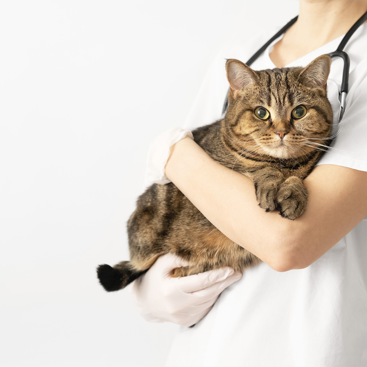 Natural Remedies for Worms in Cats