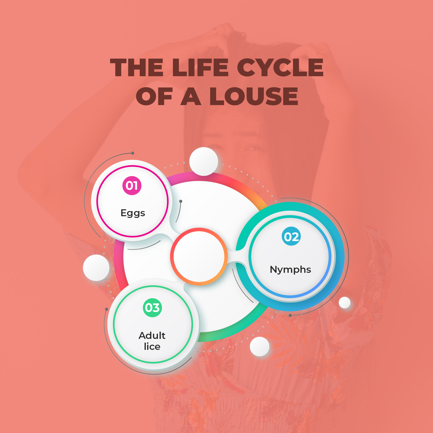 The Life Cycle of a Louse
